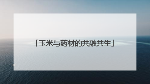 玉米与药材的共融共生