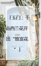 玉门：千亩西兰花开出“致富花”