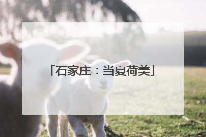 石家庄：当夏荷美