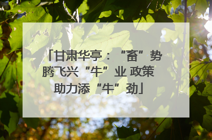 甘肃华亭：“畜”势腾飞兴“牛”业 政策助力添“牛”劲
