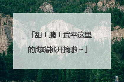 甜！脆！武平这里的鹰嘴桃开摘啦～
