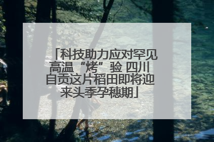 科技助力应对罕见高温“烤”验 四川自贡这片稻田即将迎来头季孕穗期