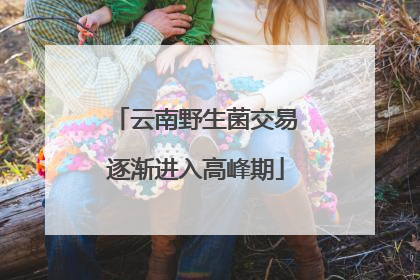 云南野生菌交易逐渐进入高峰期