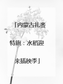 内蒙古扎赉特旗：水稻迎来插秧季