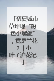 初夏城市草坪现“粉色小螺旋”，竟是兰花？ | 小叶子沪花记