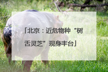 北京：近危物种“树舌灵芝”现身丰台