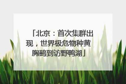 北京：首次集群出现，世界极危物种黄胸鹀到访野鸭湖