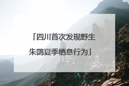 四川首次发现野生朱鹮夏季栖息行为