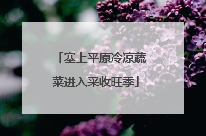 塞上平原冷凉蔬菜进入采收旺季