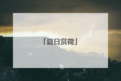 夏日赏荷
