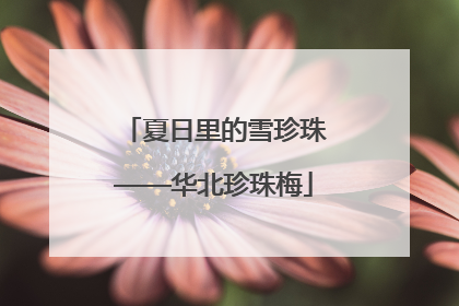 夏日里的雪珍珠——华北珍珠梅