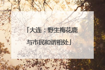 大连：野生梅花鹿与市民和谐相处