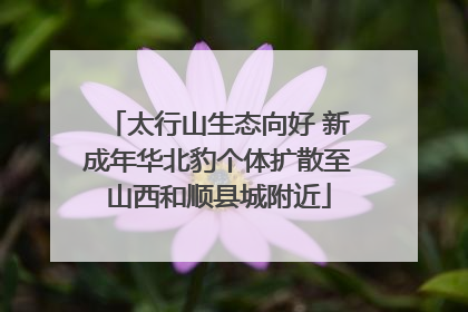 太行山生态向好 新成年华北豹个体扩散至山西和顺县城附近