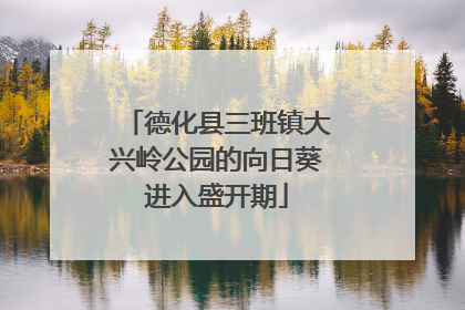 德化县三班镇大兴岭公园的向日葵进入盛开期