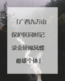 广西九万山保护区同时记录金斑喙凤蝶雌雄个体