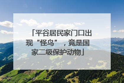 平谷居民家门口出现“怪鸟”，竟是国家二级保护动物