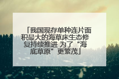 我国现存单种连片面积最大的海草床生态修复持续推进 为了“海底草原”更繁茂