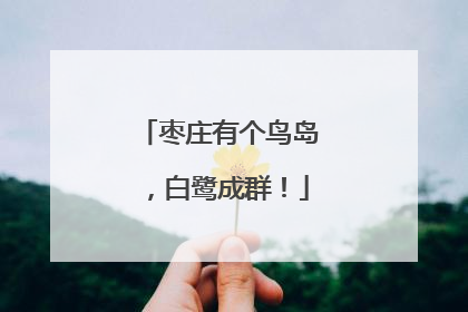 枣庄有个鸟岛，白鹭成群！