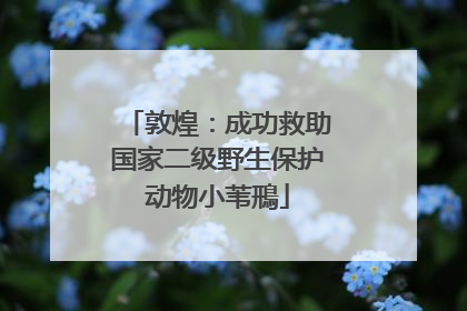 敦煌：成功救助国家二级野生保护动物小苇鳽