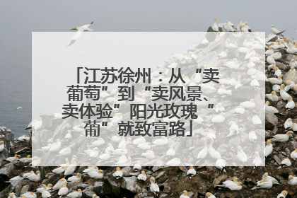 江苏徐州：从“卖葡萄”到“卖风景、卖体验”阳光玫瑰“葡”就致富路