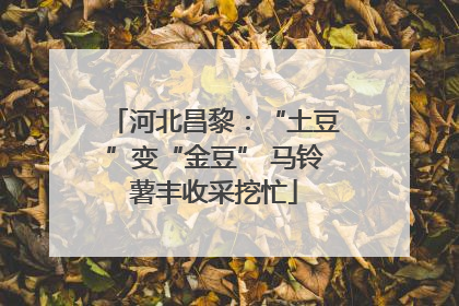 河北昌黎：“土豆”变“金豆” 马铃薯丰收采挖忙