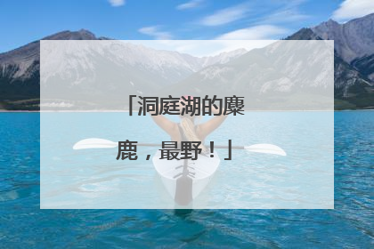 洞庭湖的麋鹿，最野！