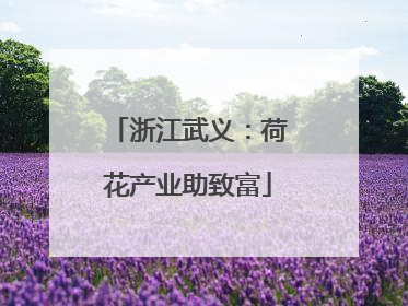 浙江武义：荷花产业助致富