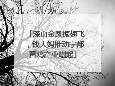 深山金凤振翅飞，钱大妈推动宁都黄鸡产业崛起