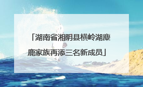 湖南省湘阴县横岭湖麋鹿家族再添三名新成员