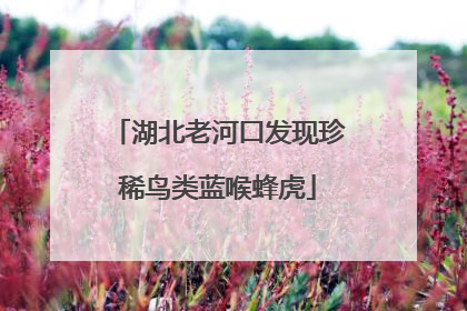 湖北老河口发现珍稀鸟类蓝喉蜂虎