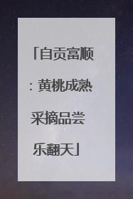 自贡富顺：黄桃成熟 采摘品尝乐翻天