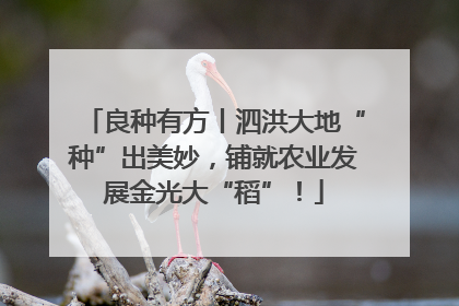 良种有方丨泗洪大地“种”出美妙，铺就农业发展金光大“稻”！