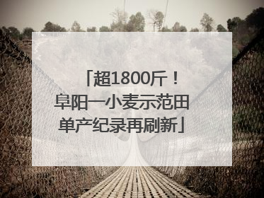 超1800斤！阜阳一小麦示范田单产纪录再刷新