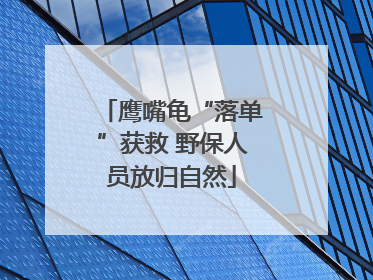 鹰嘴龟“落单”获救 野保人员放归自然