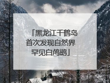 黑龙江千鹤岛首次发现自然界罕见白鸬鹚