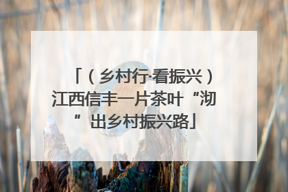 （乡村行·看振兴）江西信丰一片茶叶“沏”出乡村振兴路